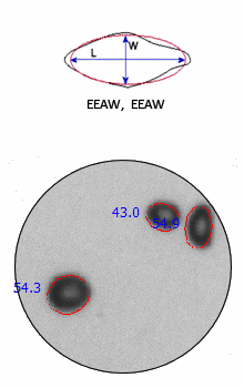 ellipse model